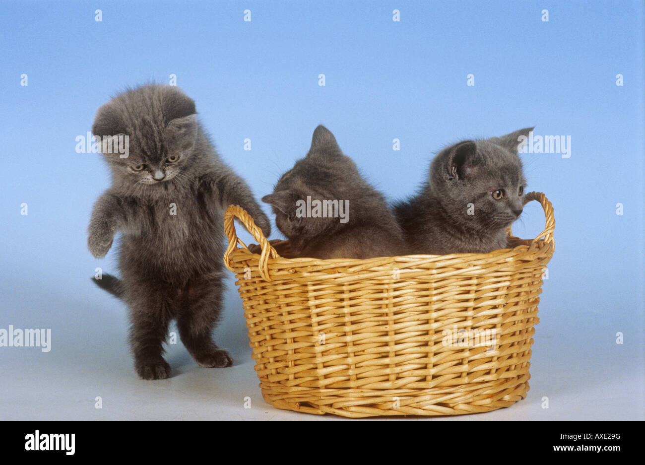 drei Kartäuser Kätzchen mit Korb Stockfoto