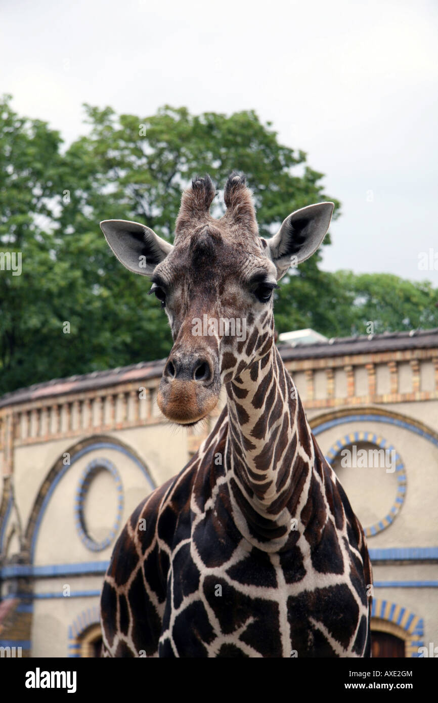 Eine Giraffe im Berliner Zoo, Deutschland. Stockfoto