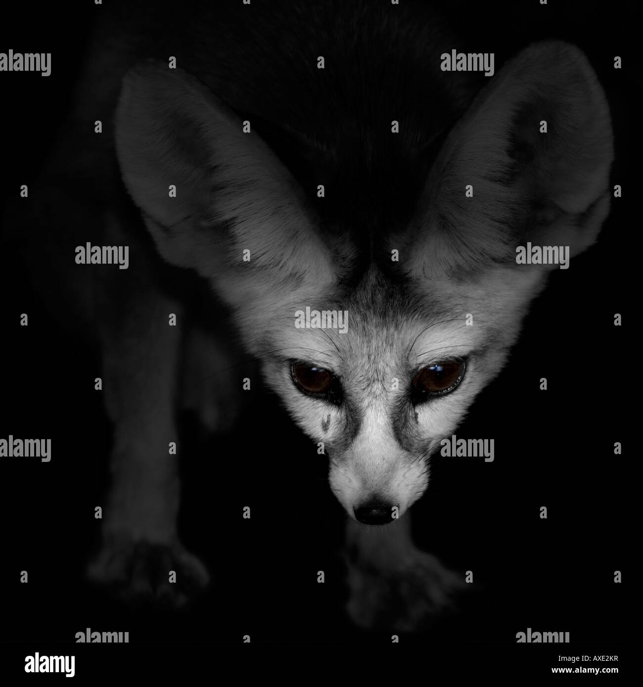 Fuchs im dunkeln -Fotos und -Bildmaterial in hoher Auflösung – Alamy