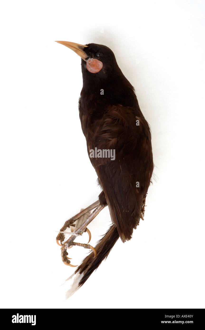 Extinct Vogel, Heteralocha Acutirostris, Huia, Yale Peabody Museum Sammlung YPM 14730 Stockfoto