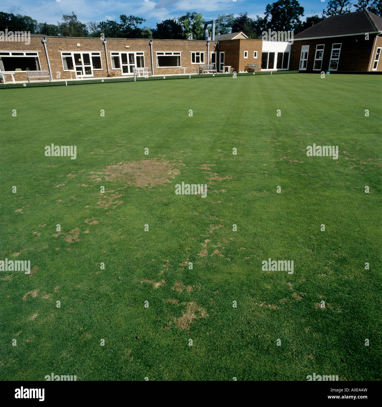 Nehmen Sie alle Patches Gaeumannomyces Graminis in Bowling Green Rasen Stockfoto