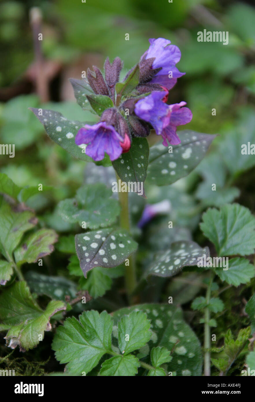 Lungenkraut Pulmonaria Officinalis britische wilde Blume Stockfoto