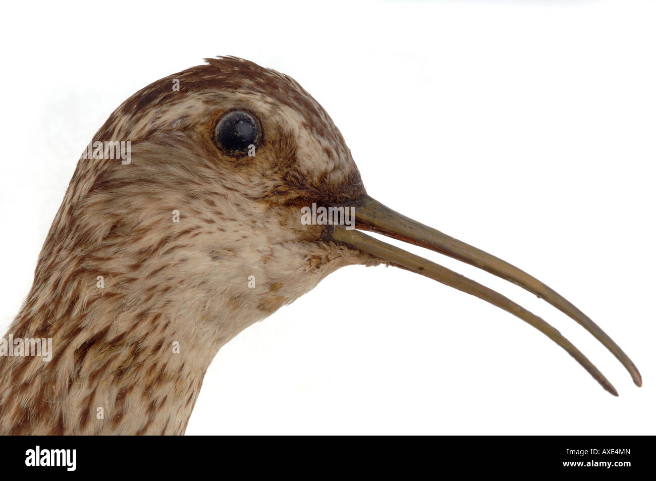 Ausgestorbener Vogel, Numenius Borealis, Eskimo-Brachvogel, YPM 97257, Yale Peabody Museum Sammlung Stockfoto