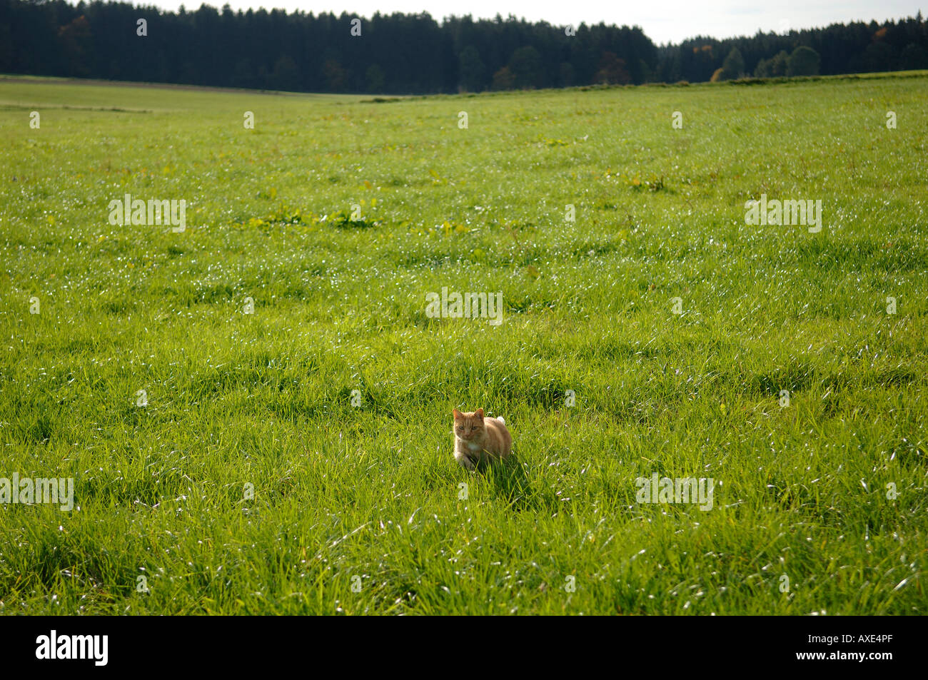 Katze auf einer Wiese Stockfoto