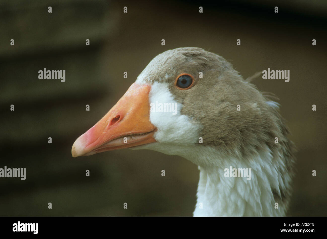 Pommersche Gans - Porträt Stockfoto