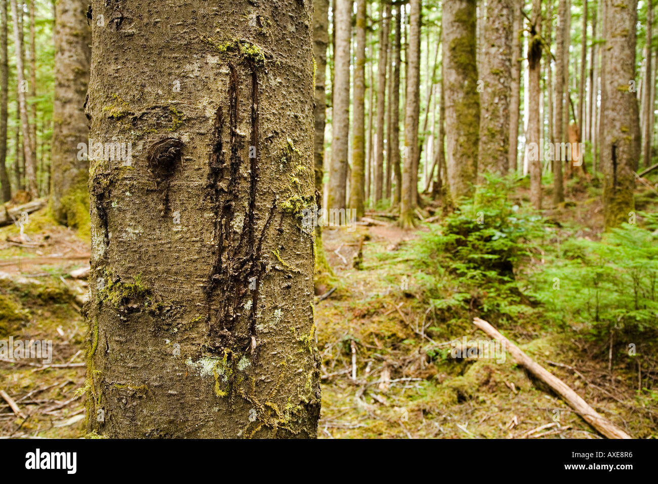 Denken Sie Kratzspuren Baumstamm Vancouver Island Kanada Stockfoto