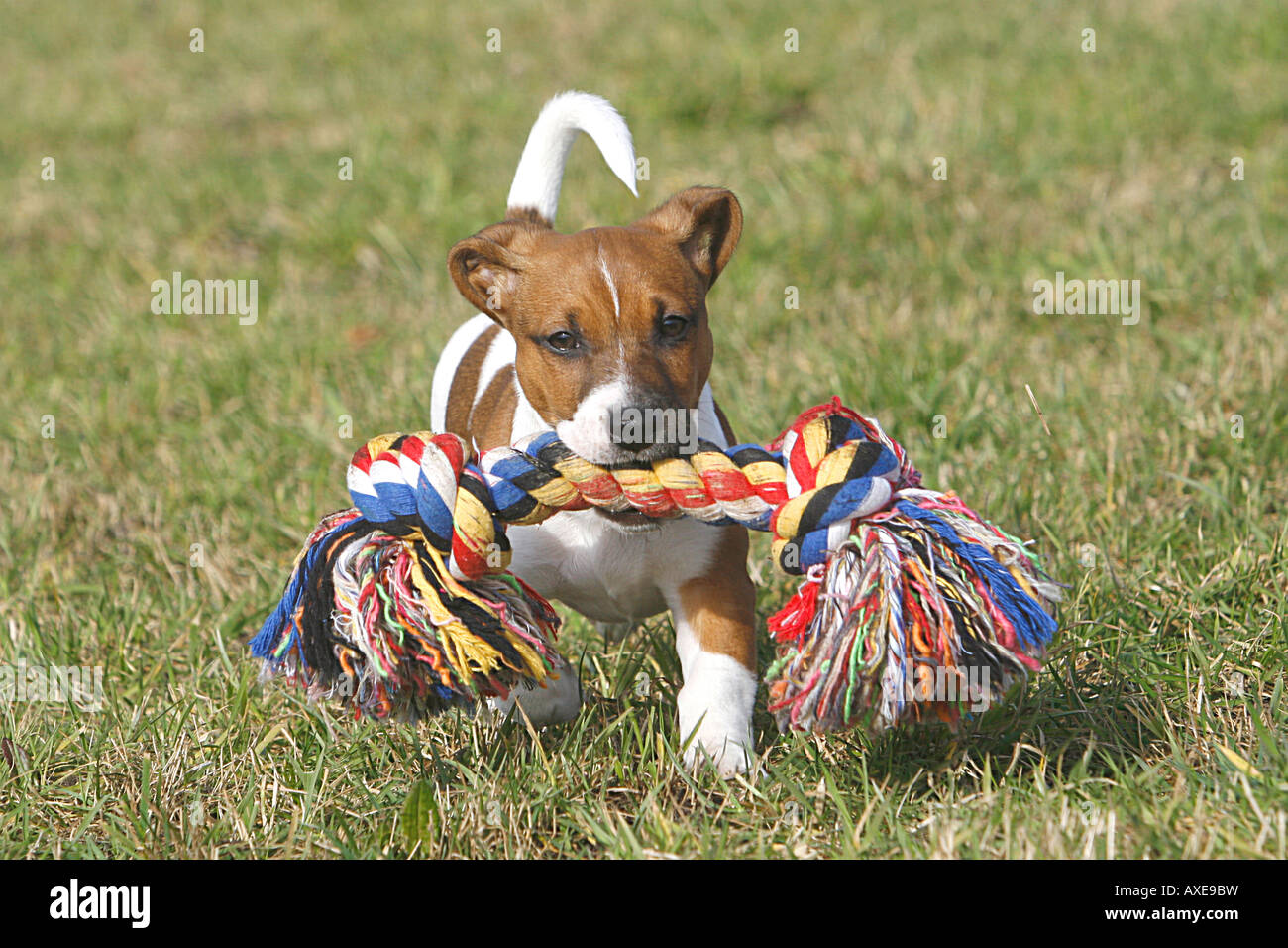 Jack Russell Terrier Welpen mit Spielzeug Stockfoto