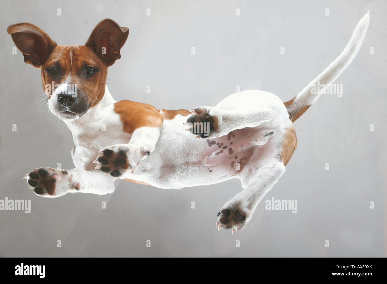 junge Jack Russell Terrier - stehend Stockfoto