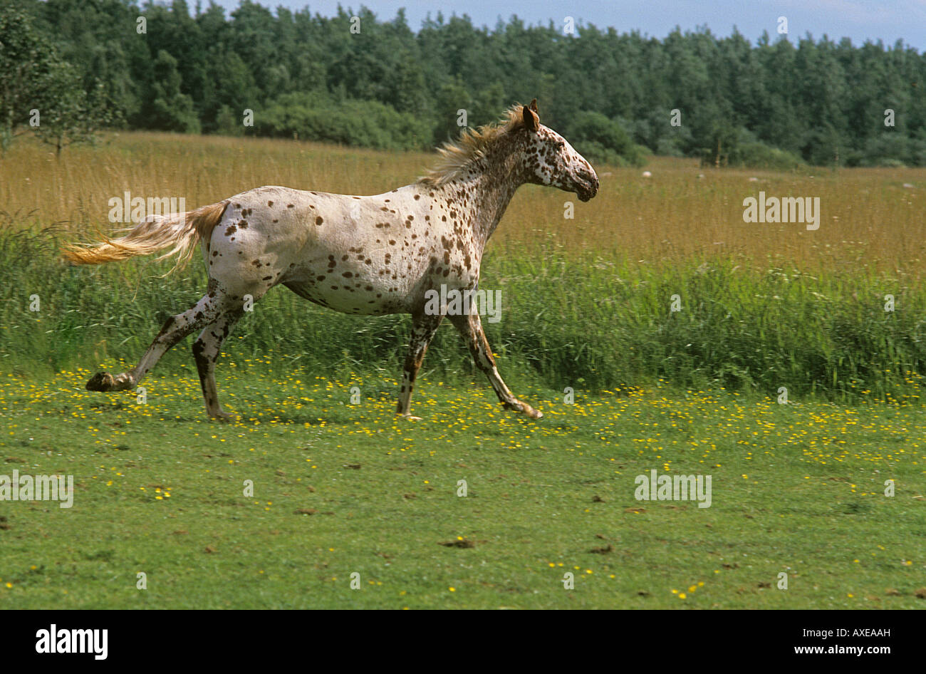 Der appaloosa -Fotos und -Bildmaterial in hoher Auflösung – Alamy