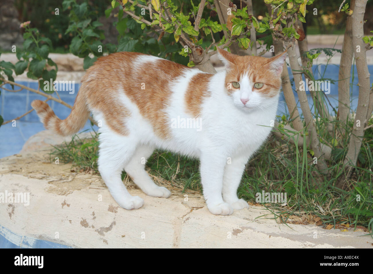 Stehende katze -Fotos und -Bildmaterial in hoher Auflösung – Alamy