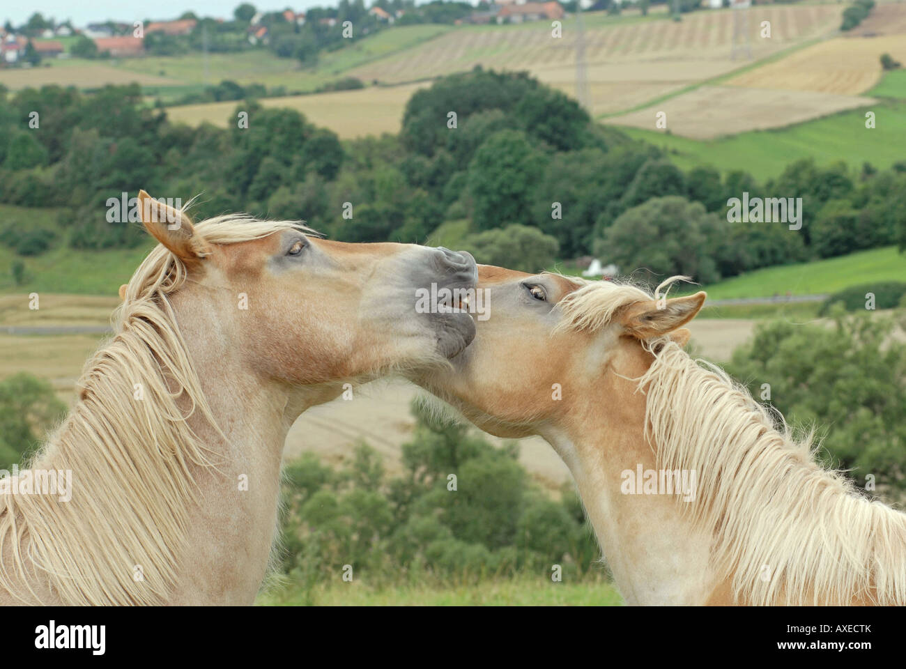 zwei kalte Blut Pferde Stockfoto