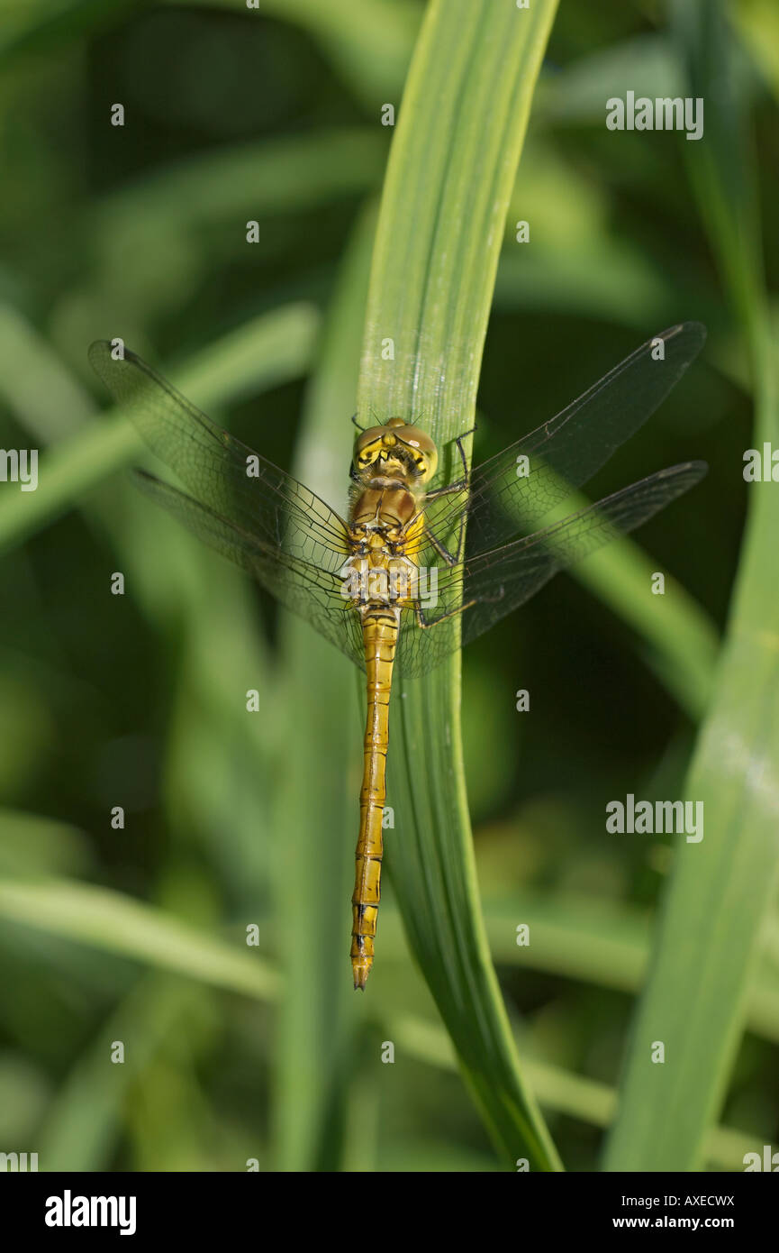 Weibliche gemeinsame Darter Libelle Stockfoto