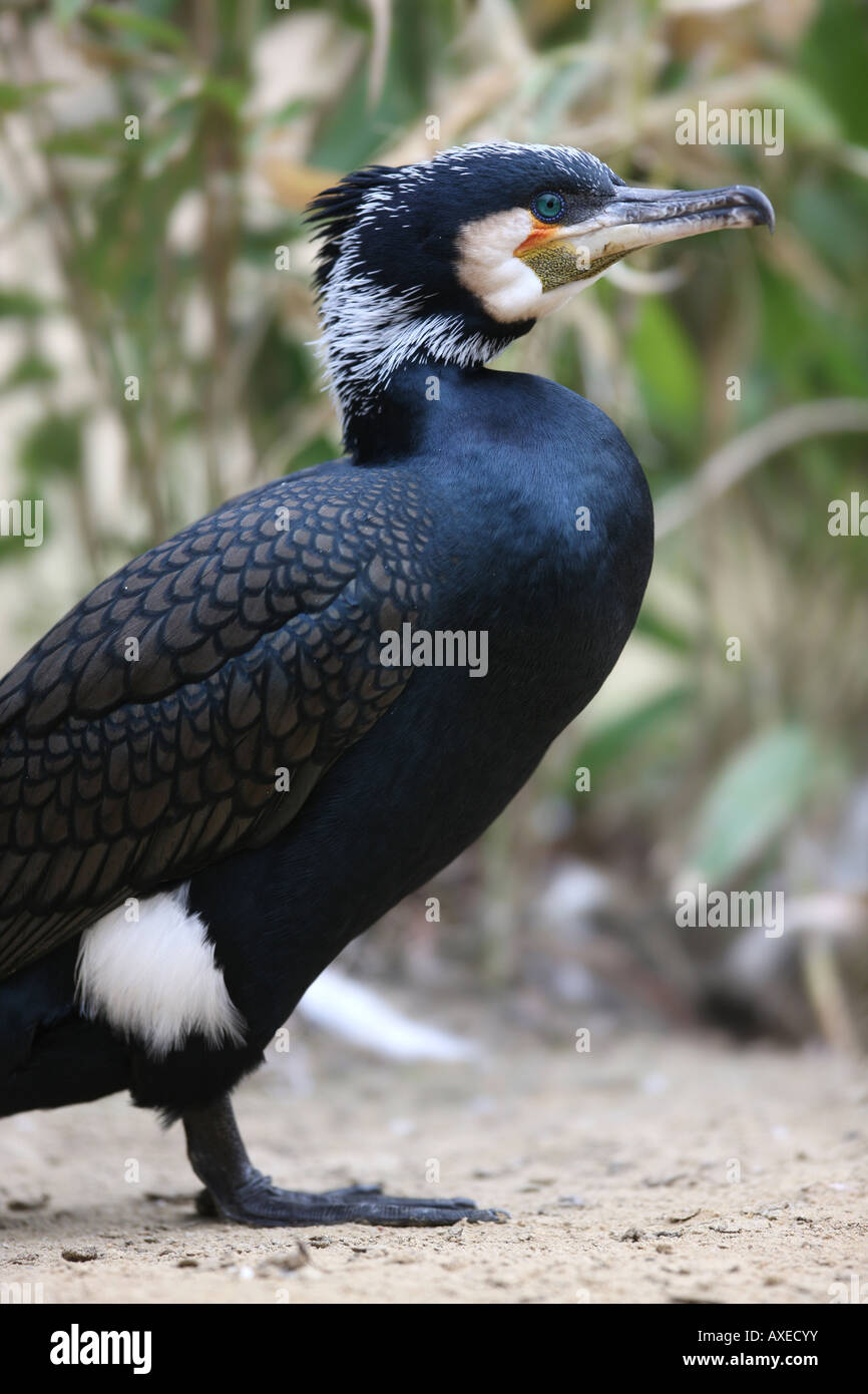 Kormoran - Phalacrocorax carbo Stockfoto
