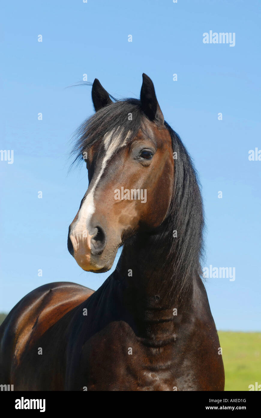 Welsh Pony - Porträt Stockfoto