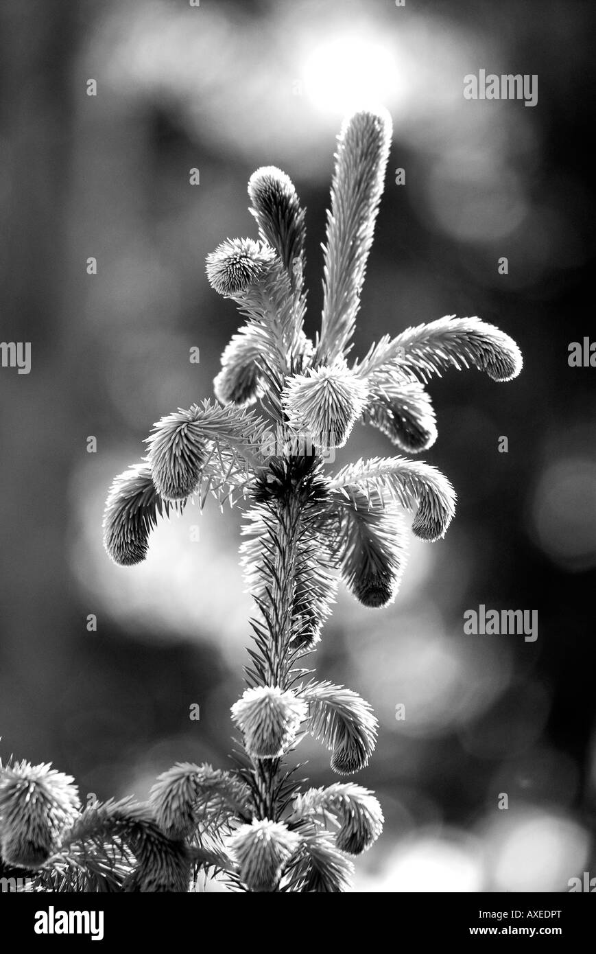 junge Kiefer Baum Shooting in mono Stockfoto