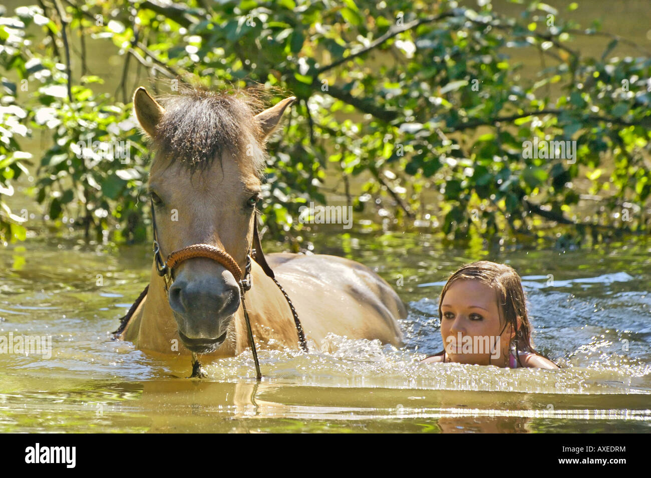 Mädchen mit Islandpferd im Wasser Stockfoto