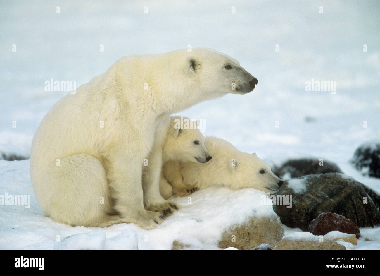 Eisbär mit zwei jungen / Ursus Maritimus Stockfoto