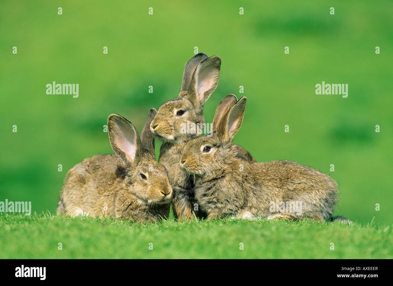 Europäische Kaninchen (Oryctolagus cuniculus). Drei Personen auf einer Wiese Stockfoto