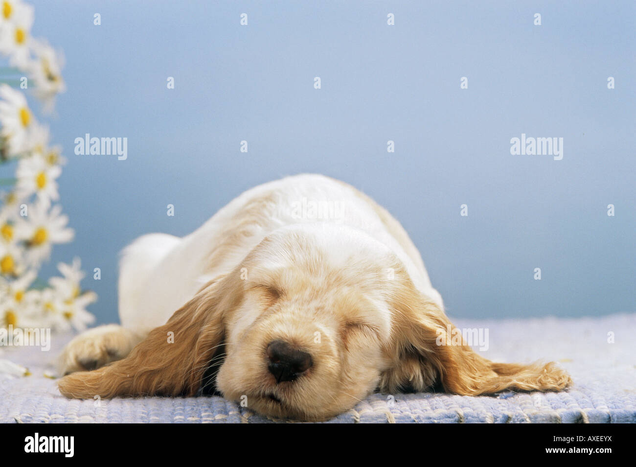 Cocker Spaniel Welpen - schlafen Stockfoto