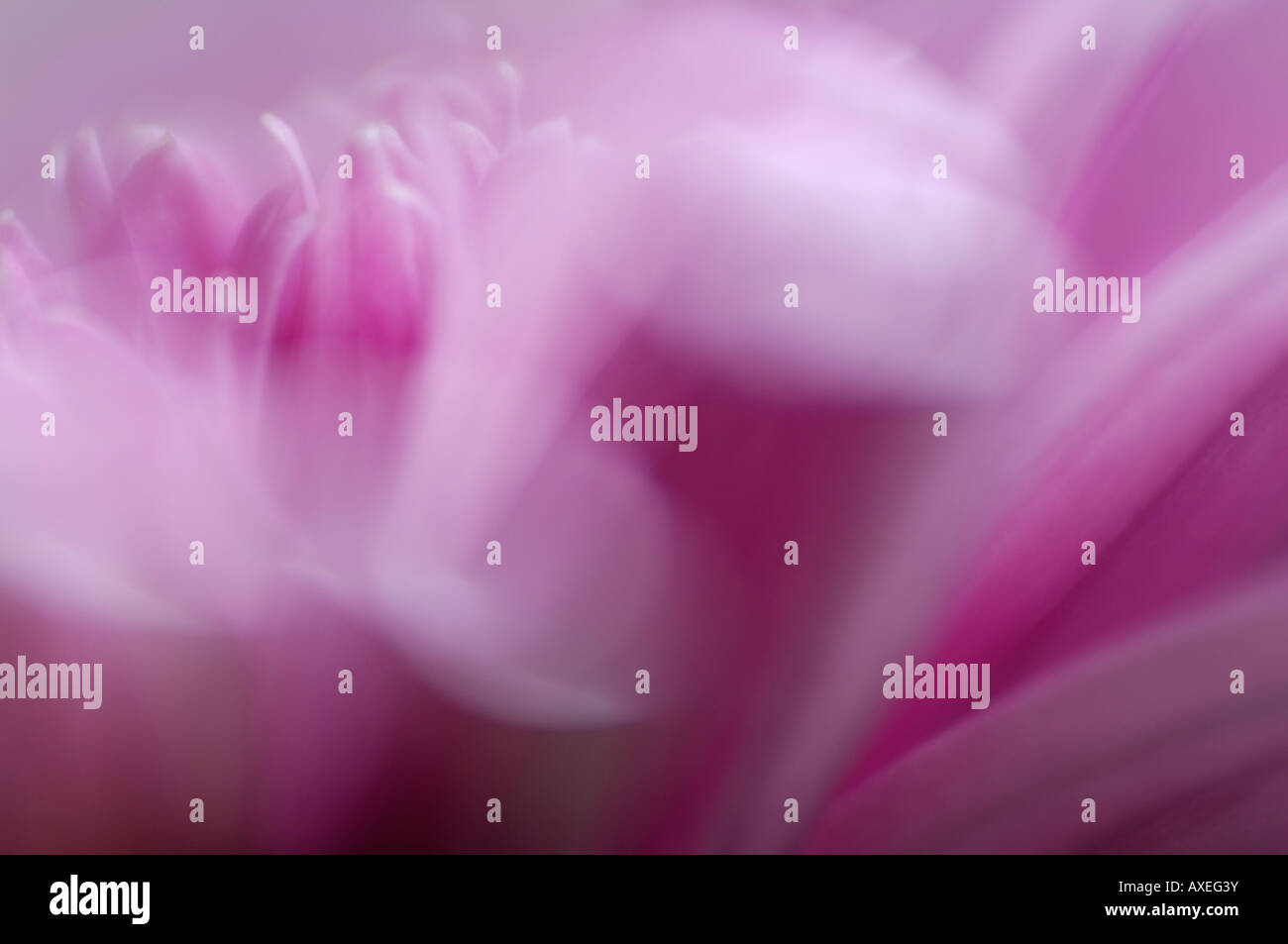 Blüte der Chrysantheme, detail Stockfoto