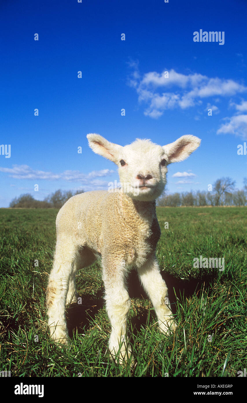 Hausschafe. Einziges Lamm stehend auf einer Wiese Stockfoto