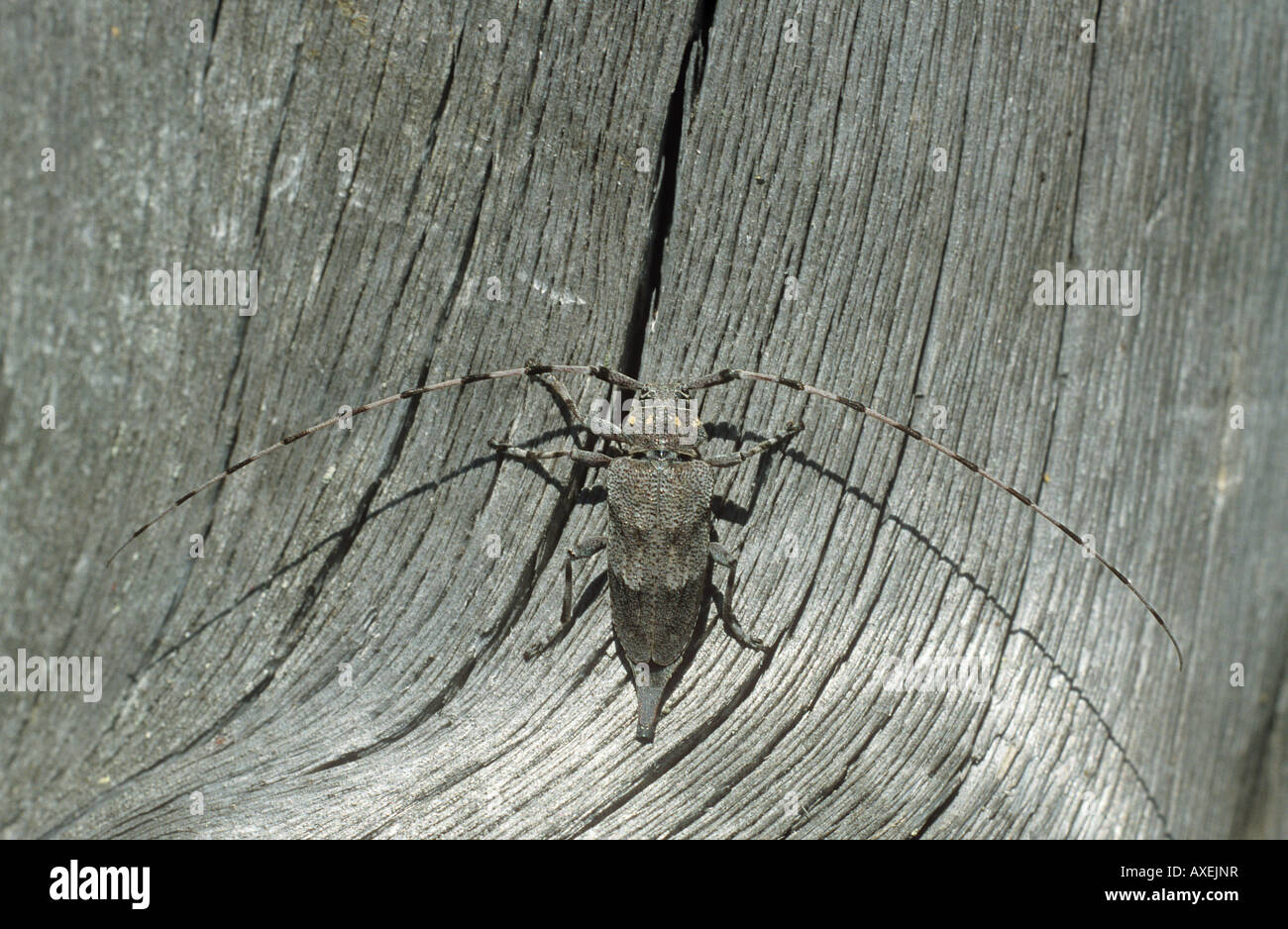 Holzkäfer (Acanthocinus aedilis) auf Holz Stockfoto