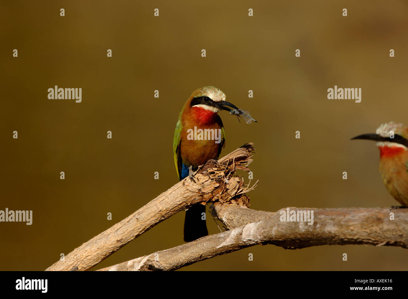 White-fronted Biene-Esser Merops Bullockoides mit Libelle Botswana Okavango-Fluss Stockfoto