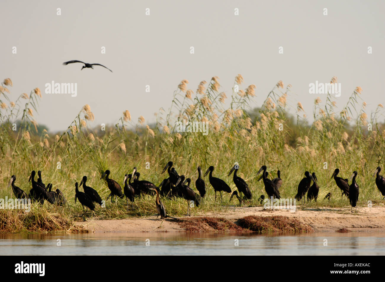 Afrikanische Openbill Störche Anastomus Lamelligerus Fütterung am Ufer Botswana Okavango-Fluss Stockfoto