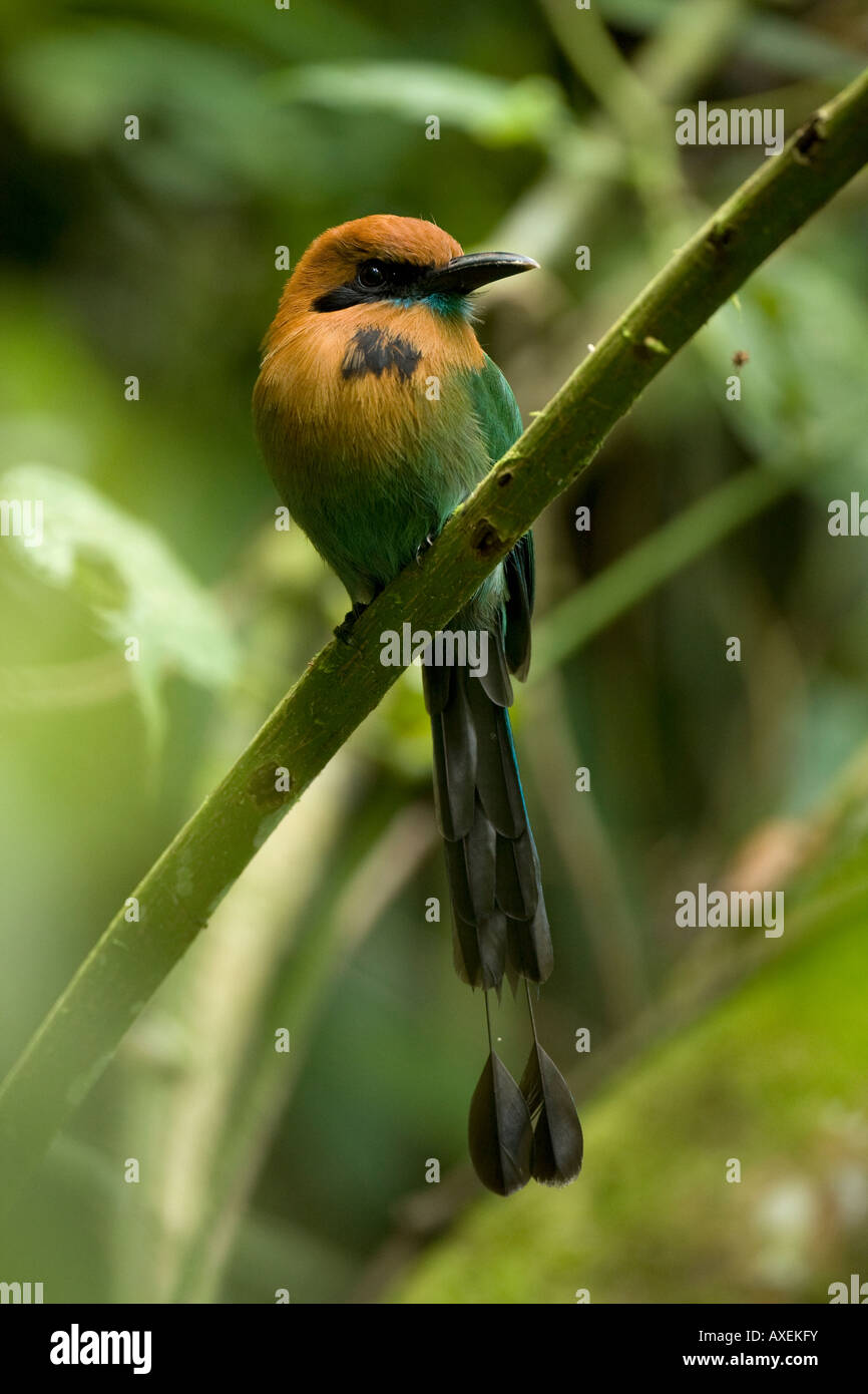 Breit-billed Motmot Elektron Platyrhynchum im Dschungel Stockfoto