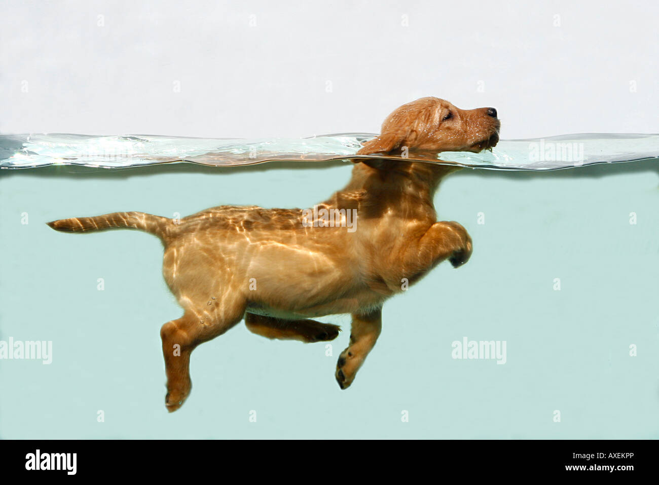 Labrador Retriever. Welpen in einem Aquarium schwimmen Stockfotografie -  Alamy