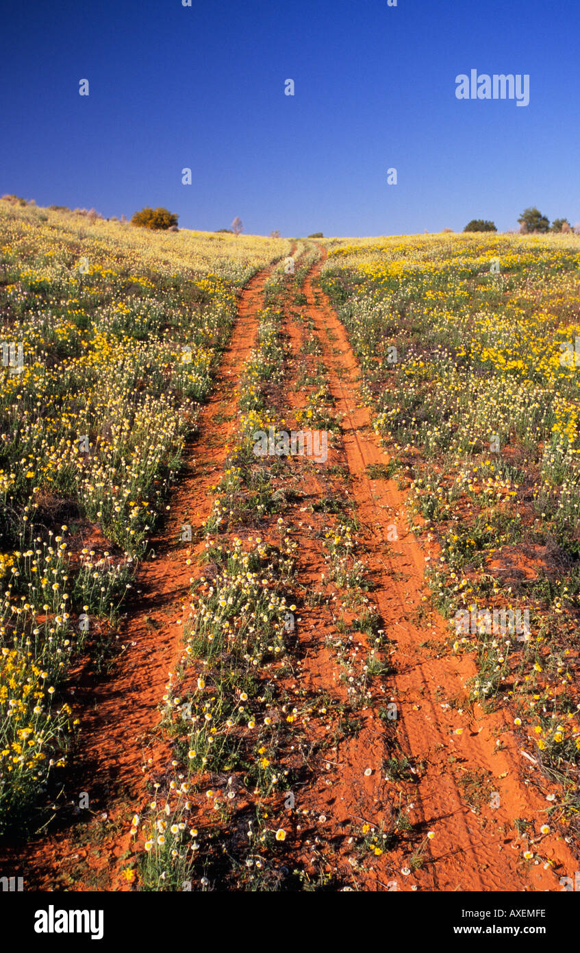 Strzelecki-Wüste, Südaustralien Stockfoto