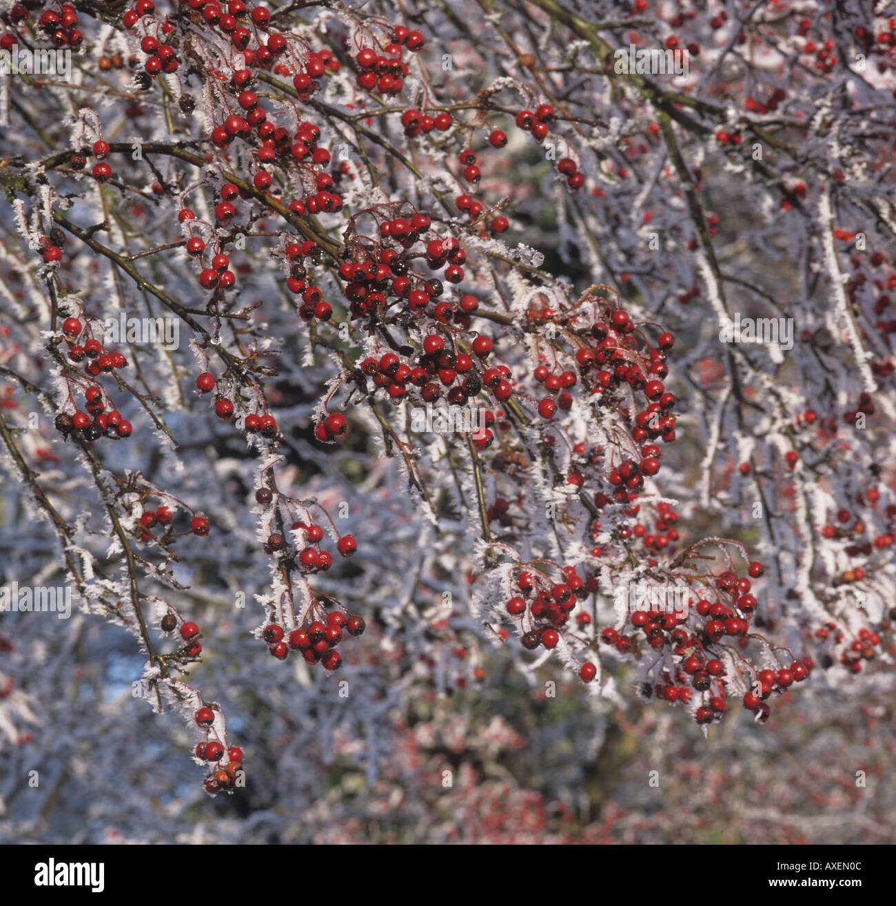 Weißdorn Rosa moschata Beeren & Schmelzen Frost Stockfoto