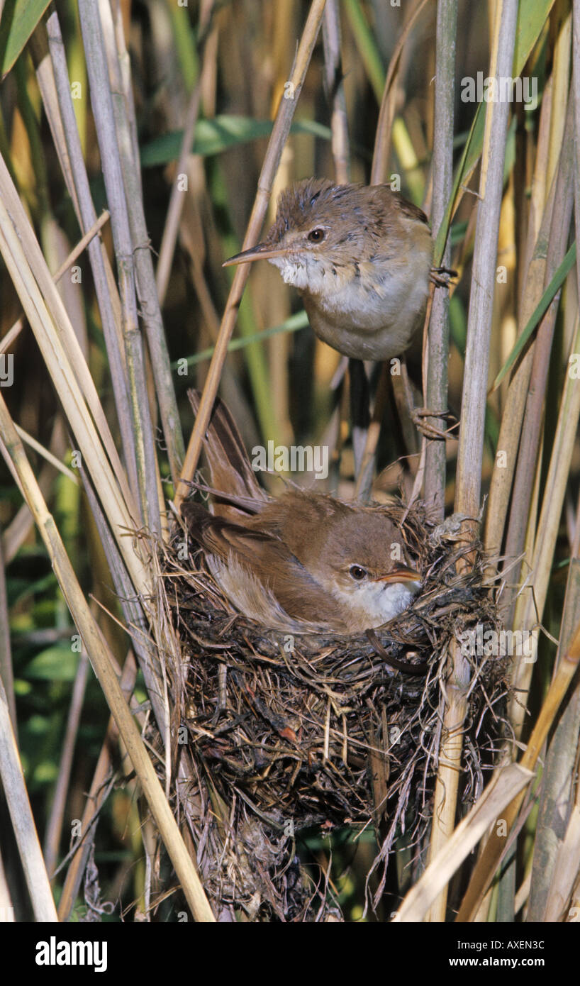 Reed Warbler Acrocephalus Scirpaceus paar Stockfoto
