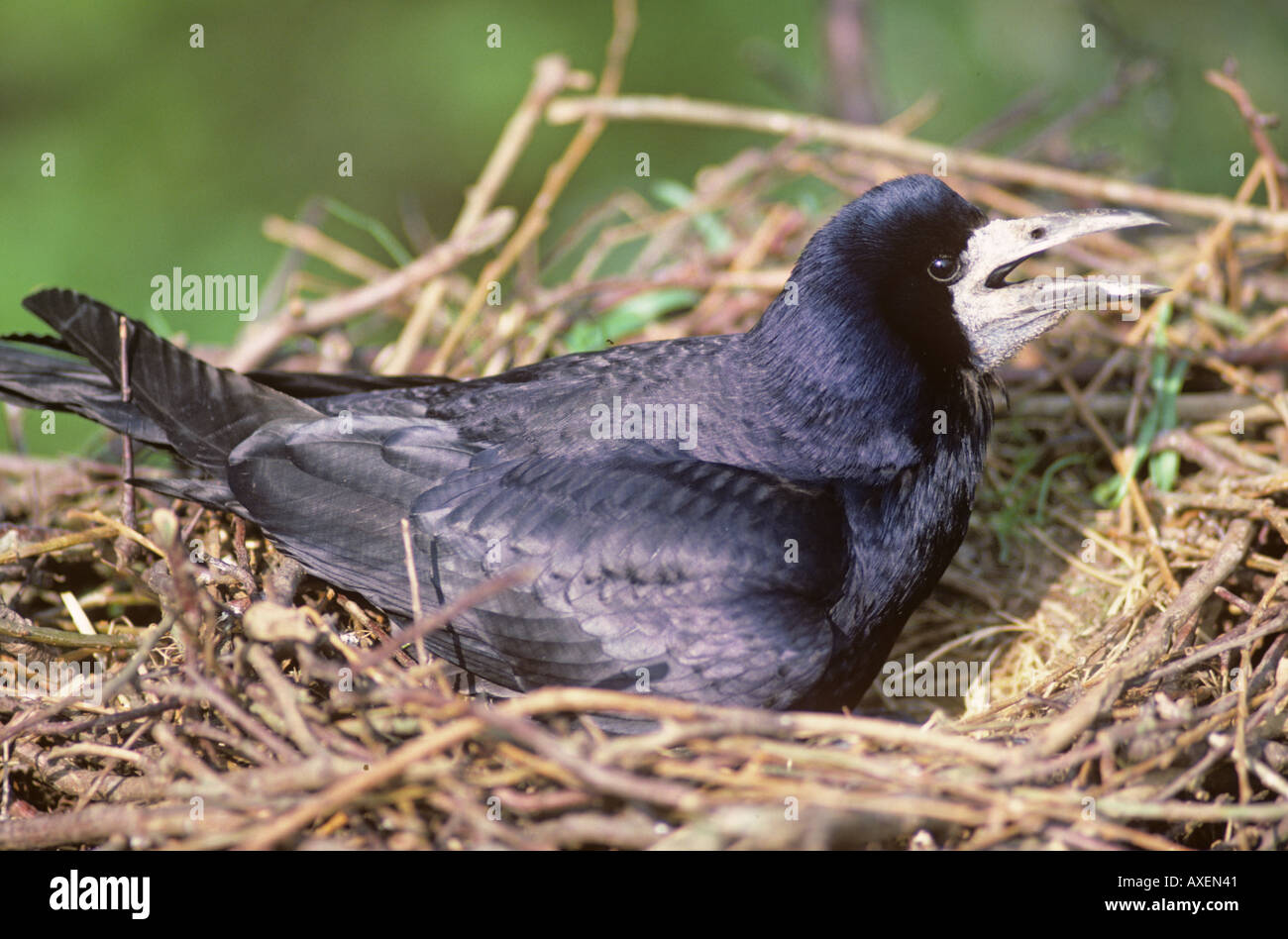 Rook corvus frugilegus young rook -Fotos und -Bildmaterial in hoher ...