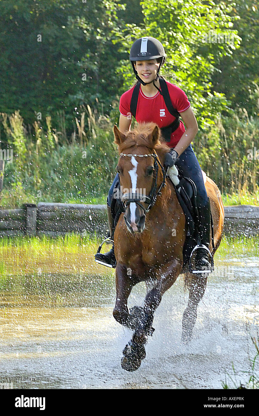German Riding Pony mit Fahrer Stockfoto
