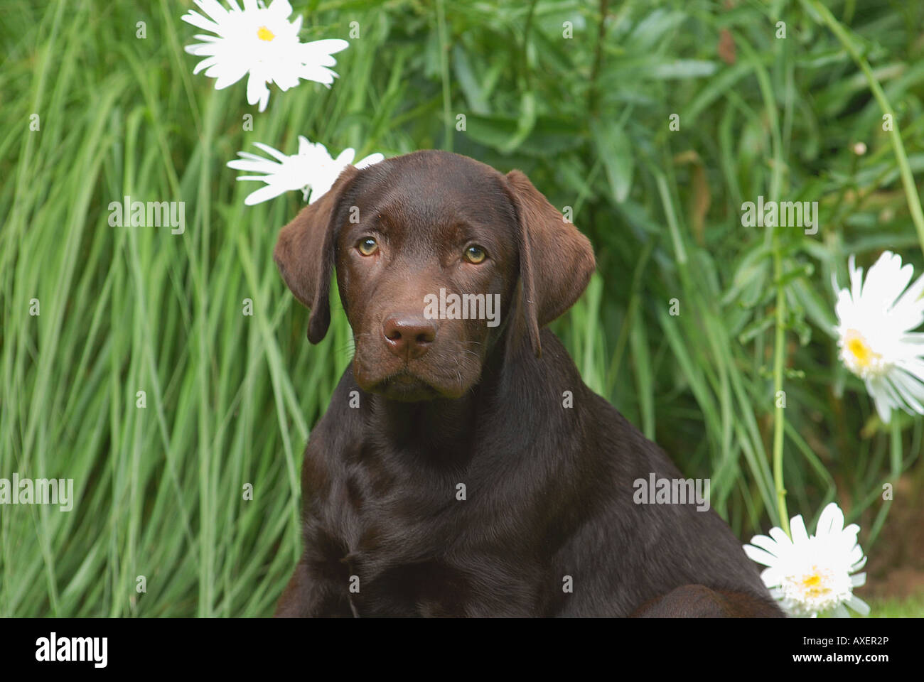 Labrador Retriever Welpen - Porträt Stockfoto