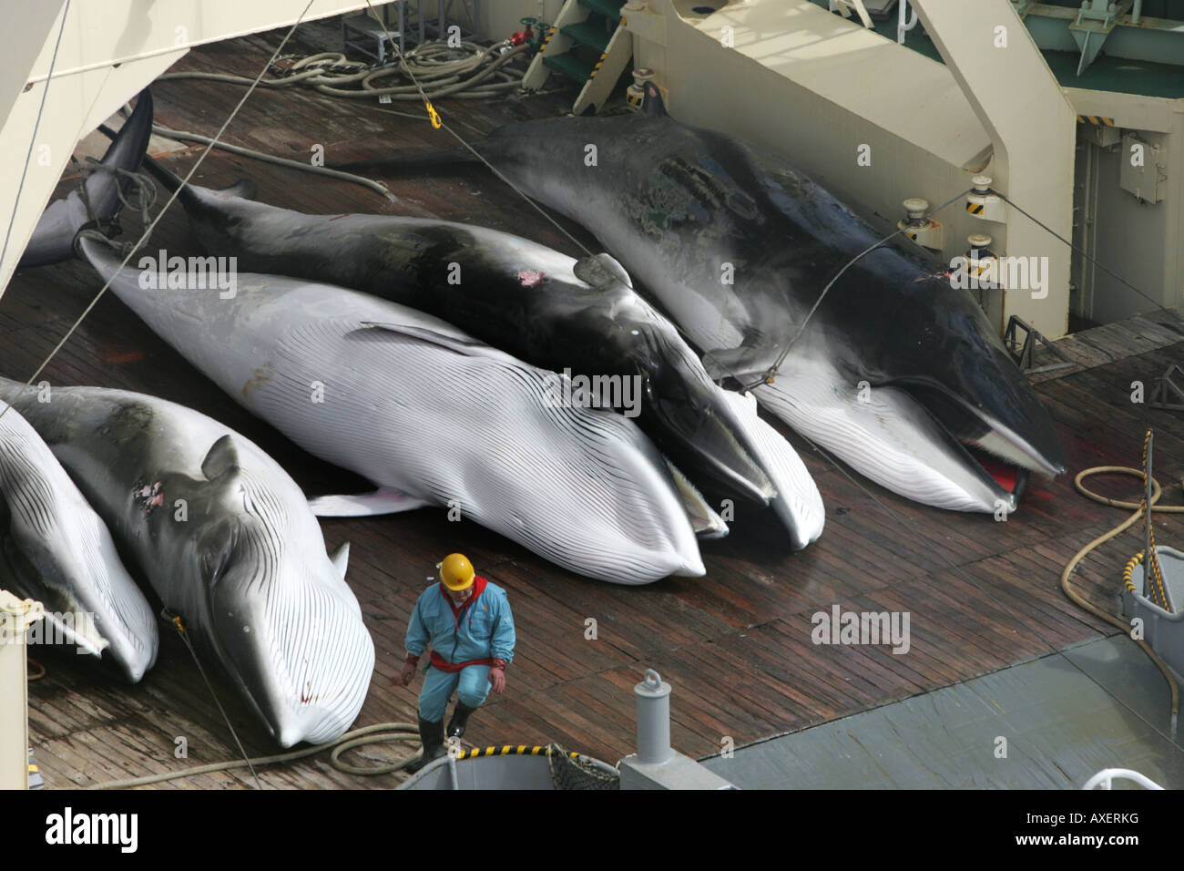 Toten Zwergwale an Bord flensing Deck das Fabrikschiff Nisshin Maru Forschung der Walfangflotte Japans. 2005 Stockfoto