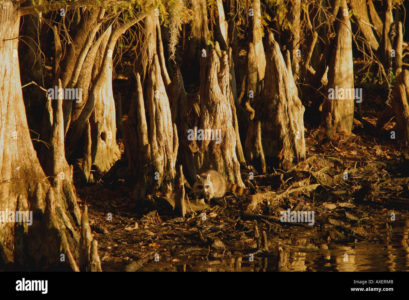 Waschbär zu Fuß am Ufer Stockfoto