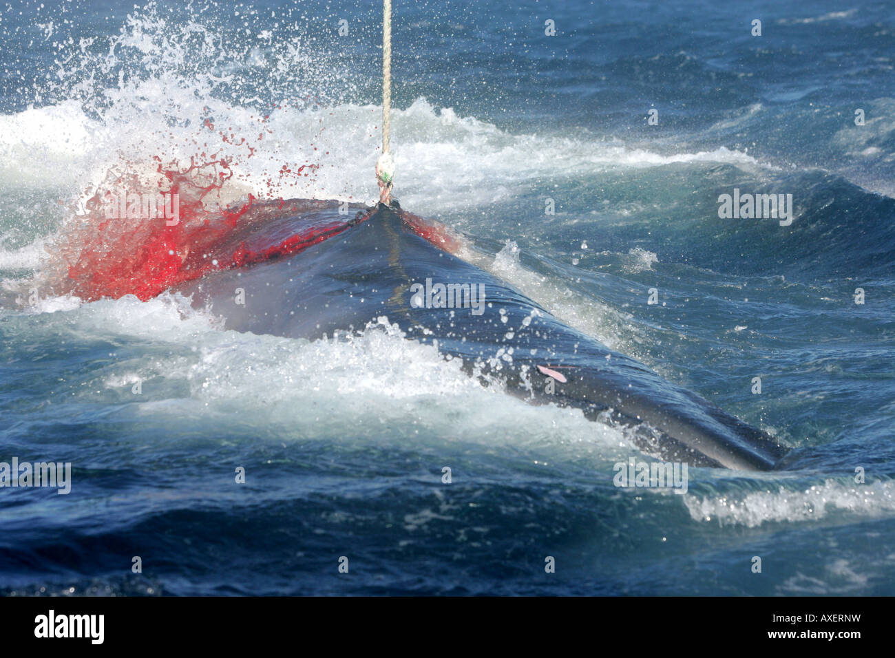 Ein Zwergwal, harpuniert, aber nicht getötet durch eine explosive gespitzte Harpune aus einer japanischen Whalig Flotte strampelt im Wasser, blee Stockfoto