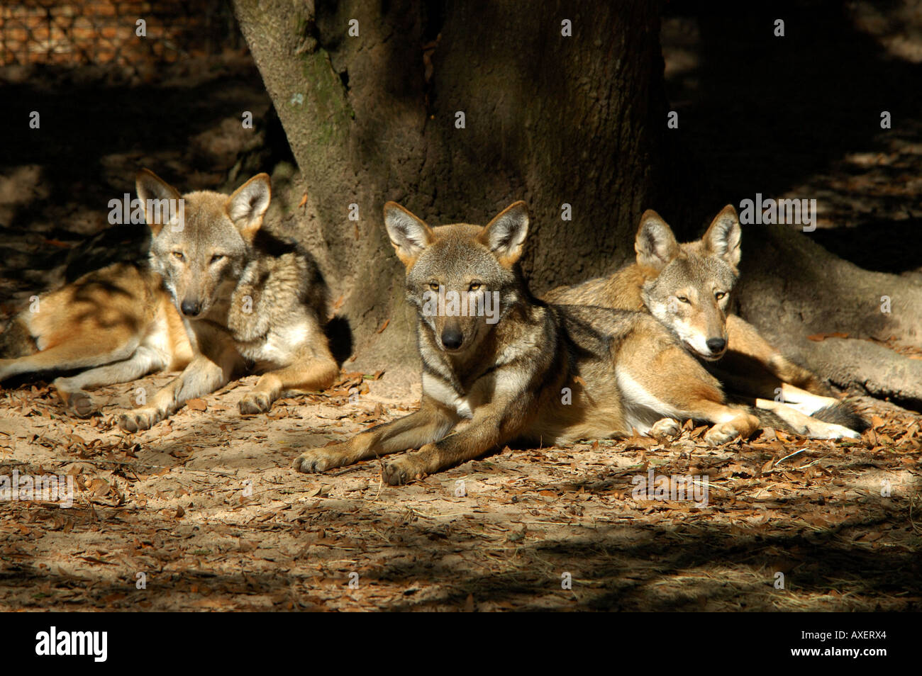 Roten Wölfe Canis Rufus ruht unter Baum Stockfoto