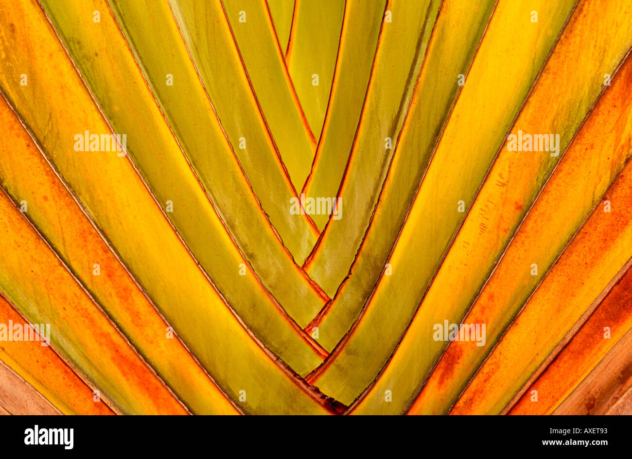 Detail Fan Palmwedel Stockfoto