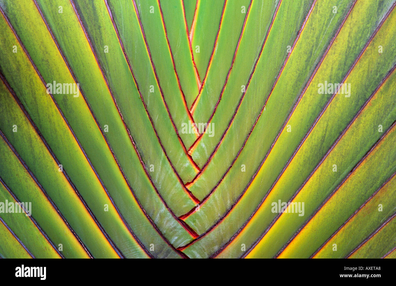 Baum der Reisenden oder Fächerpalme, Australien Stockfoto