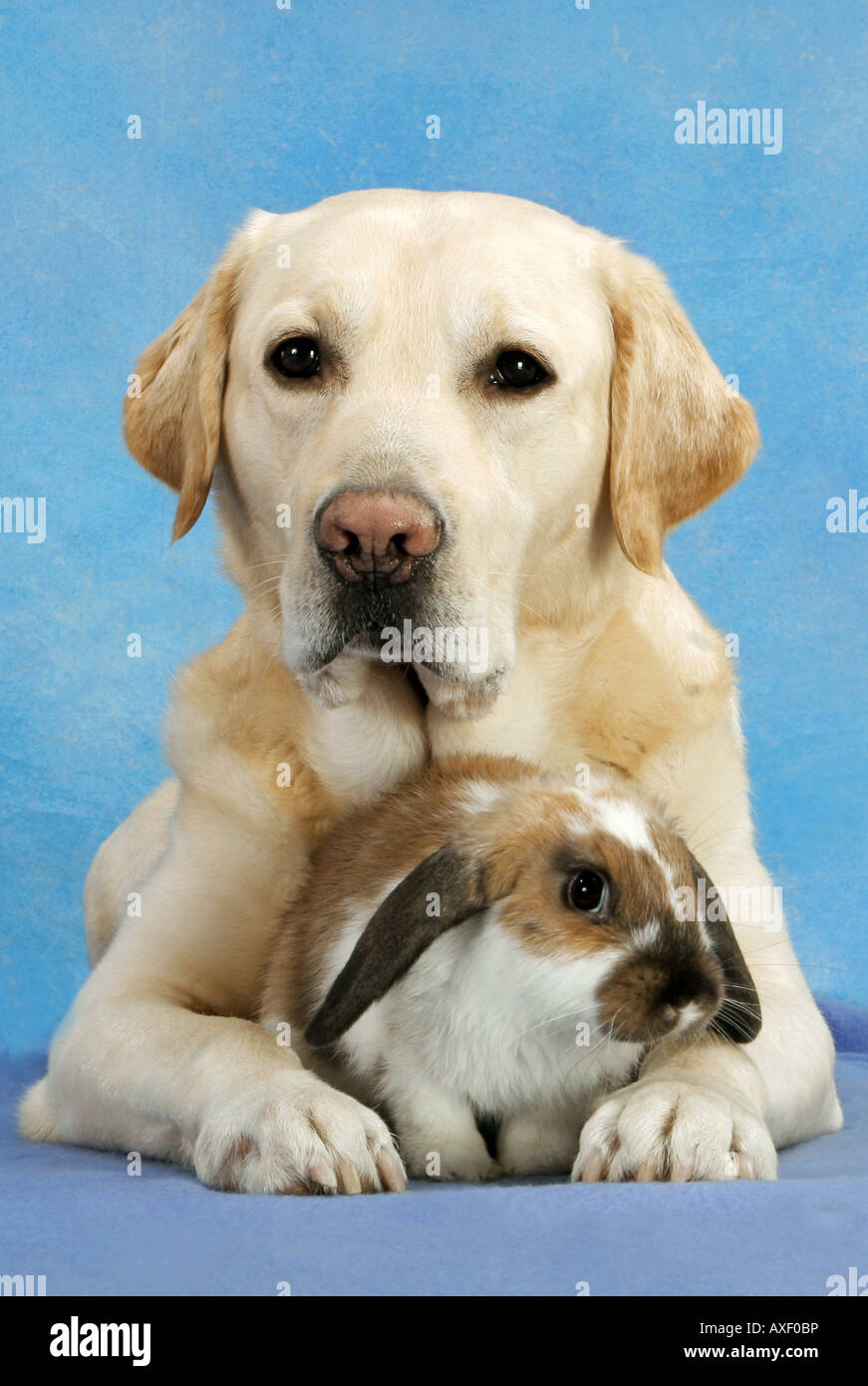 tierische Freundschaft: Labrador Retriever und hängeohrigen Zwerg Kaninchen Stockfoto
