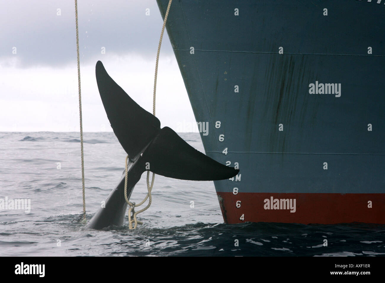 Zwergwal harpuniert und Catcher Schiff der japanischen Walfangflotte getötet. Südliche Ozean 2006 Stockfoto