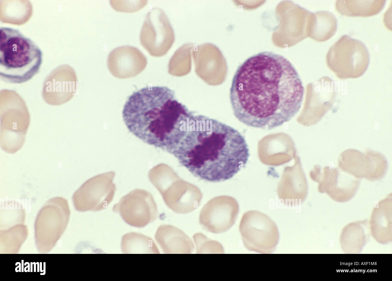 Blut Zellen Erythrozyten In Mitose Stockfoto