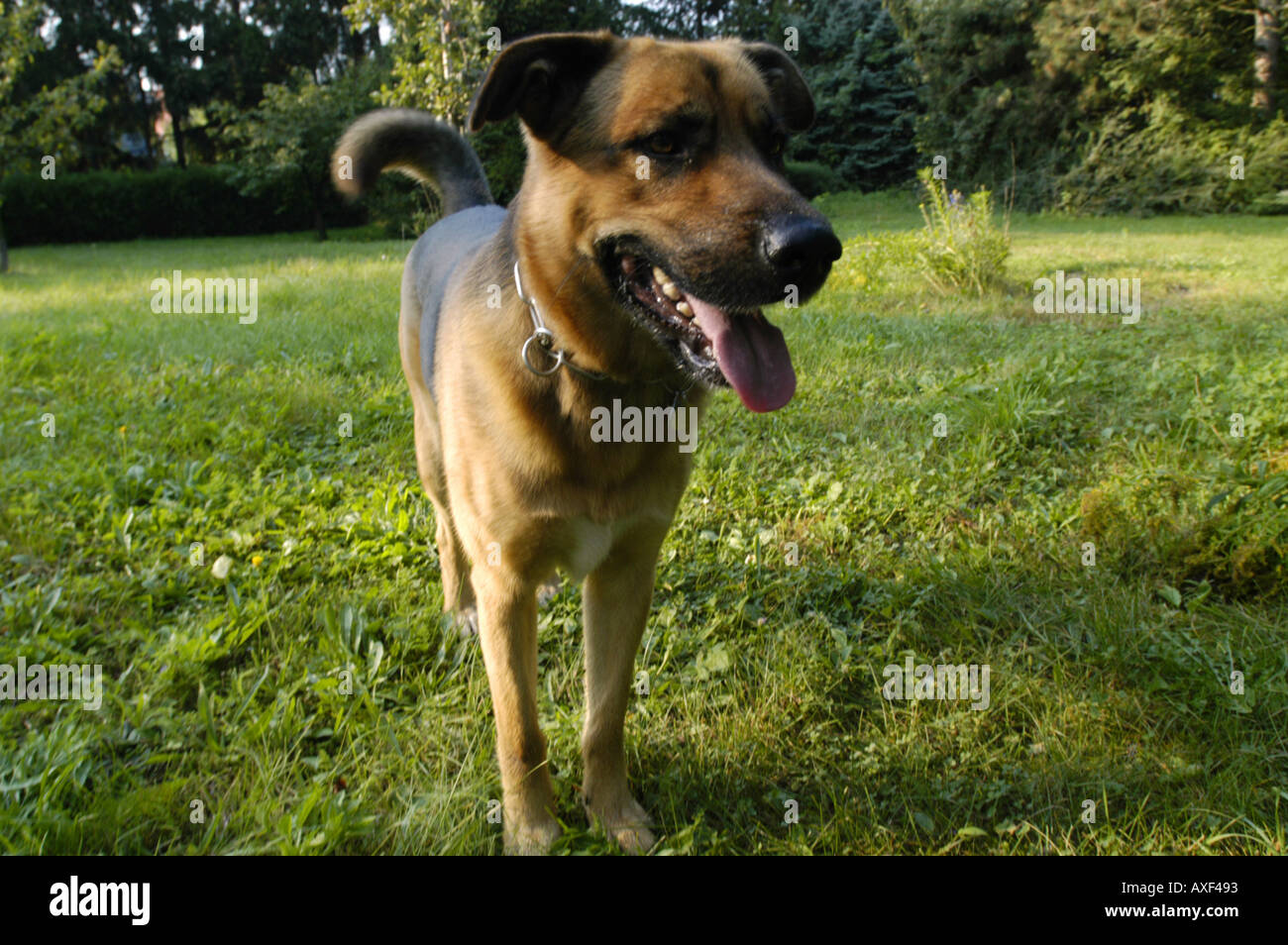 Hund Stockfoto