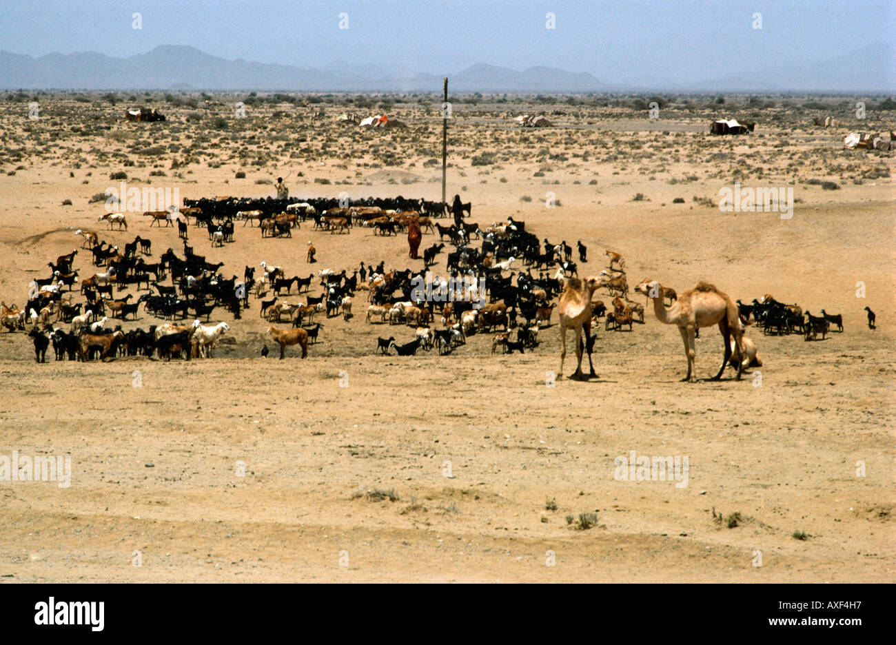 Rotes Meer Küste Sudan Beduinen am Wasserloch in Wüste Stockfoto