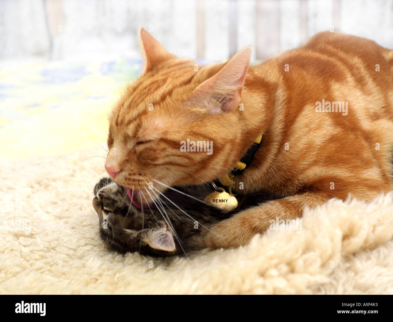 Acht Wochen alte Tabby Kitten von Jahr alte Ingwer Tom gewaschen Stockfoto