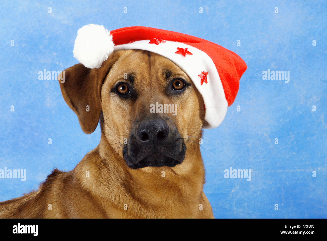 Dog Christmas Advent Stockfotos und -bilder Kaufen - Alamy