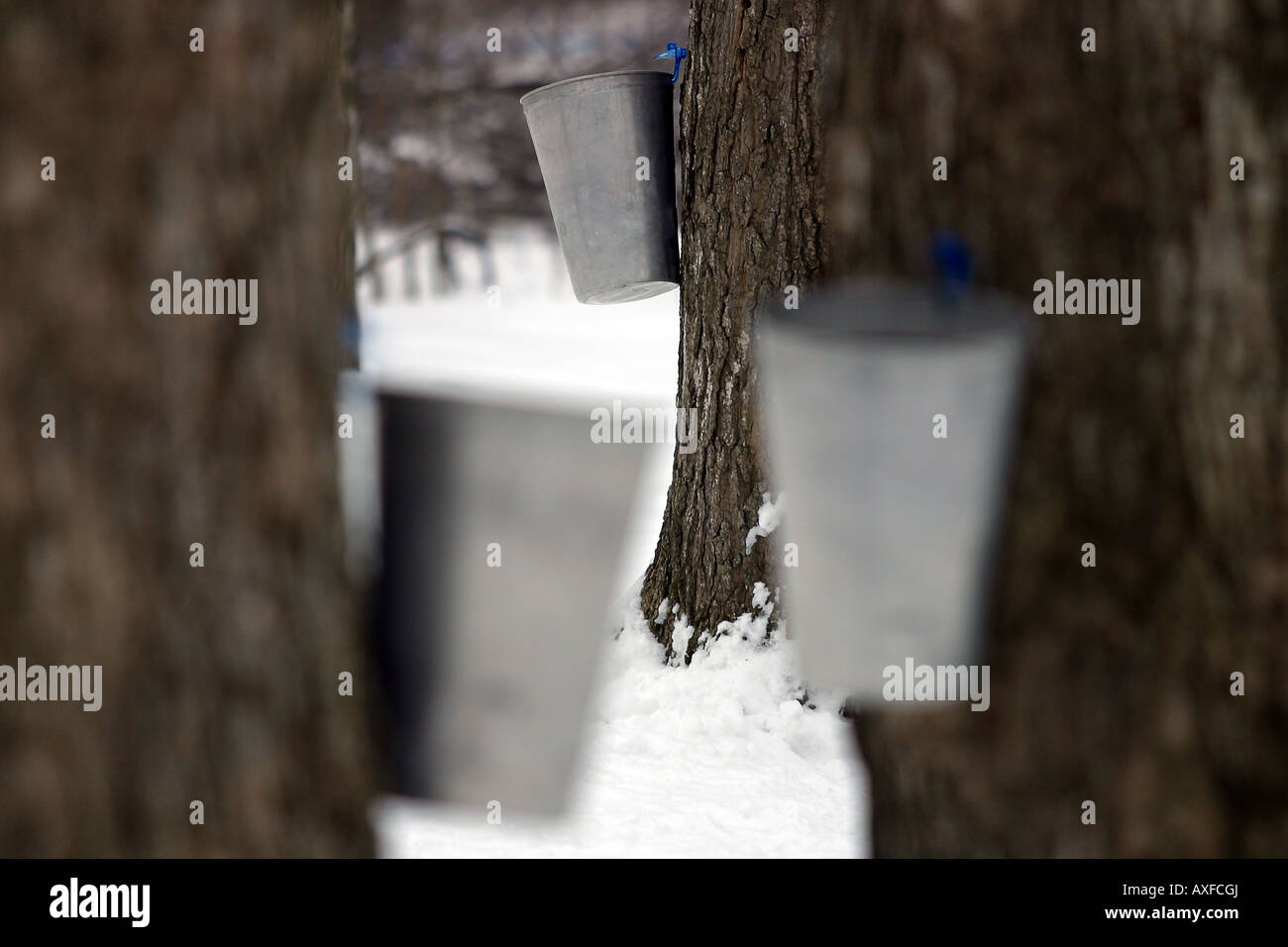 Sammeleimer hängen an Maple Tree's in einem kanadischen ZuckerBush, während die Saison mit Ahorn Sirup beginnt. Stockfoto
